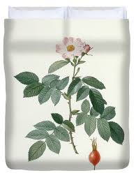 Attēlu rezultāti vaicājumam “Rosa villosa”