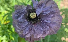 Image result for Papaver rhoeas