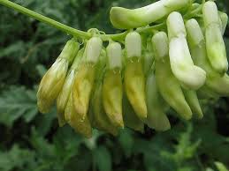 Attēlu rezultāti vaicājumam “Vicia pisiformis”