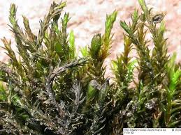 Attēlu rezultāti vaicājumam “Schistidium dupretii”