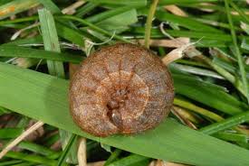 Attēlu rezultāti vaicājumam “Mythimna turca”