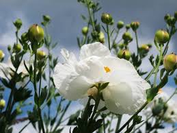 Image result for Romneya coulteri