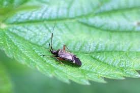 Attēlu rezultāti vaicājumam “Closterotomus biclavatus nymph”