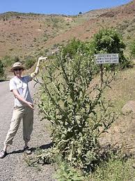 Image result for Onopordum acanthium