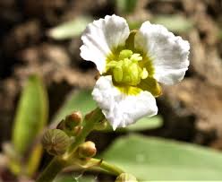 Attēlu rezultāti vaicājumam “Alisma gramineum flower”