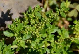 Attēlu rezultāti vaicājumam “Herniaria glabra flower”