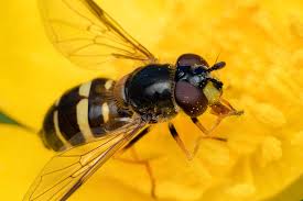 Attēlu rezultāti vaicājumam “Dasysyrphus tricinctus”