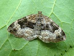 Attēlu rezultāti vaicājumam “Xanthorhoe biriviata”