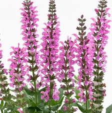 Attēlu rezultāti vaicājumam “Salvia nemorosa fruit”