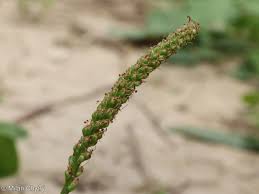 Attēlu rezultāti vaicājumam “Plantago major subsp. intermedia leaf”