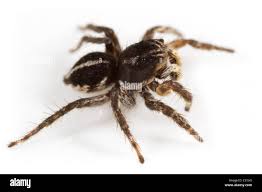 Attēlu rezultāti vaicājumam “Aelurillus v-insignitus”