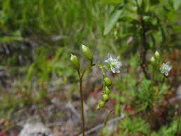 Attēlu rezultāti vaicājumam “Drosera rotundifolia flower”