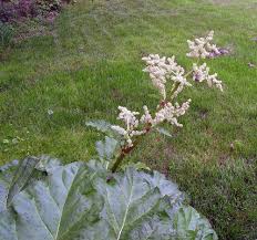 Attēlu rezultāti vaicājumam “Rheum rhabarbarum flower”