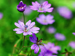Attēlu rezultāti vaicājumam “Geranium pusillum flower”