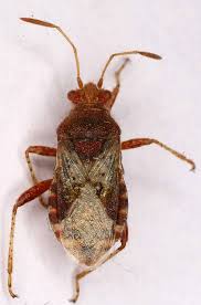 Attēlu rezultāti vaicājumam “Rhopalus maculatus”