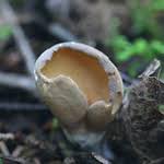 Attēlu rezultāti vaicājumam “Otidea bufonia”