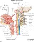 Figure 4 | Physiology of oral cavity, pharynx and upper esophageal ...