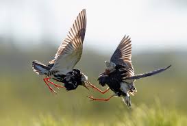 Attēlu rezultāti vaicājumam “Philomachus pugnax adult”
