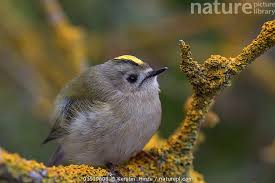 Attēlu rezultāti vaicājumam “Regulus regulus adult”