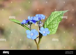 Attēlu rezultāti vaicājumam “Omphalodes verna flower”
