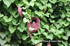 Attēlu rezultāti vaicājumam “Aristolochia durior leaf”