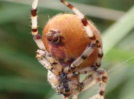 Attēlu rezultāti vaicājumam “Araneus quadratus”