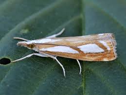 Attēlu rezultāti vaicājumam “Catoptria permutatellus”