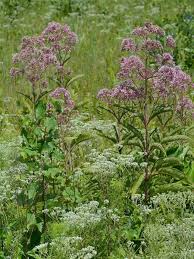 Attēlu rezultāti vaicājumam “Cnidium dubium leaf”