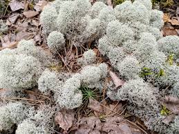 Attēlu rezultāti vaicājumam “Cladonia stellaris”