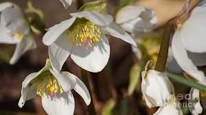 Image result for Christrose