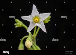 Attēlu rezultāti vaicājumam “Solanum nigrum flower”