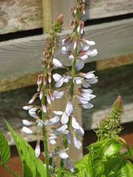 Attēlu rezultāti vaicājumam “Galega orientalis”