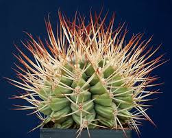 Image result for Gymnocalycium
