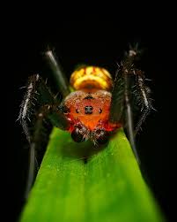 Attēlu rezultāti vaicājumam “Araneidae”