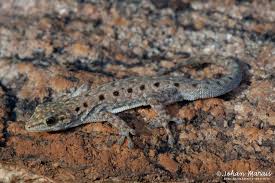 Attēlu rezultāti vaicājumam “Lycogala persicum”