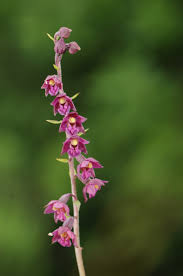 Attēlu rezultāti vaicājumam “Epipactis atrorubens bud”