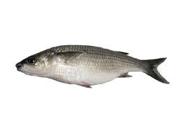 Image result for Chelon labrosus