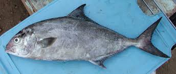 Image result for Seriola rivoliana