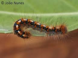 Attēlu rezultāti vaicājumam “Lasiocampa quercus imago”