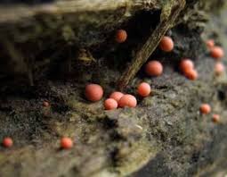 Attēlu rezultāti vaicājumam “Lycogala cf. oleocrystalliferum young”