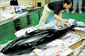 「魚拓」的圖片搜尋結果