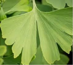 Attēlu rezultāti vaicājumam “Ginkgo biloba leaf”