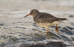 Attēlu rezultāti vaicājumam “Calidris maritima”