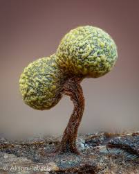 Attēlu rezultāti vaicājumam “Physarum bitectum”