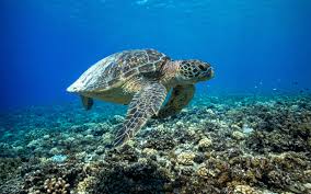 Image result for Chelonia mydas