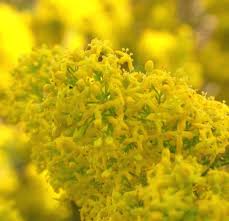 Attēlu rezultāti vaicājumam “Galium verum”