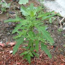 Attēlu rezultāti vaicājumam “Atriplex patula fruit”