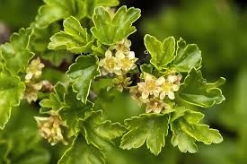 Attēlu rezultāti vaicājumam “Ribes alpinum”