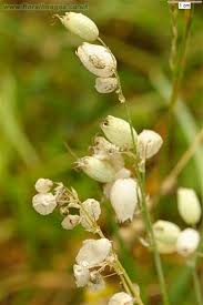 Image result for Silene vulgaris