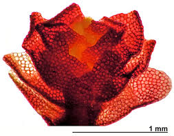 Attēlu rezultāti vaicājumam “Barbilophozia lycopodioides”